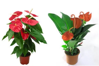 floare Anthurium pentru îngrijirea la domiciliu, fotografii