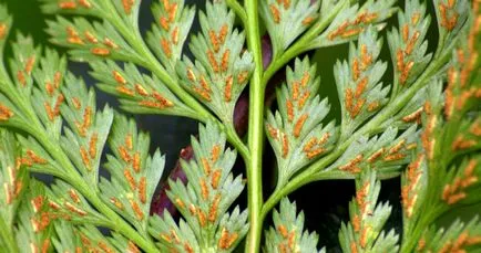 de îngrijire la domiciliu Asplenium, fotografie, rase, cum ar fi o plantă, tipuri de flori și caracteristicile lor