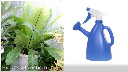 de îngrijire la domiciliu Asplenium