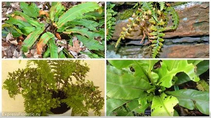 de îngrijire la domiciliu Asplenium