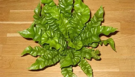 îngrijire Asplenium și reproducerea în casă, specii, descrierea plantelor și fotografia (Asplenium) îngrijire Asplenium și reproducerea în casă, vederi, fotografii și descrierea plantei