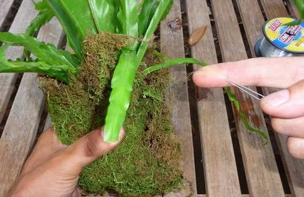 Asplenium (spleenwort) plantare și îngrijire la domiciliu (interior feriga Asplenium) Asplenium (spleenwort) de plantare și de îngrijire la domiciliu