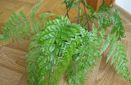 îngrijire Asplenium și reproducerea în casă, specii, descrierea plantelor și fotografia (e) de îngrijire Asplenium și reproducerea în casă, vederi, fotografii și descrierea plantei