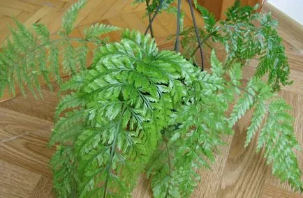 Asplenium (spleenwort) plantare și îngrijire la domiciliu (feriga spleenwort) Asplenium (spleenwort) de plantare și de îngrijire la domiciliu