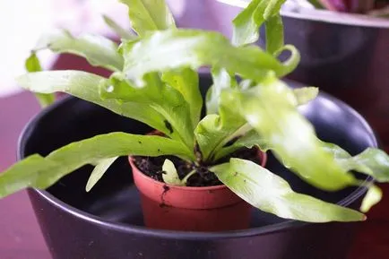 de îngrijire la domiciliu Asplenium, fotografie, rase, cum ar fi o plantă, tipuri de flori și caracteristicile lor