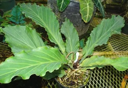 îngrijire Asplenium la domiciliu, fotografii și video (de îngrijire) de îngrijire la domiciliu Asplenium, foto și video