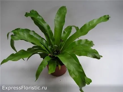 de îngrijire la domiciliu Asplenium
