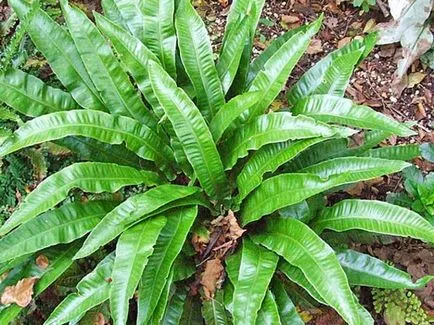Asplenium (spleenwort) plantare și îngrijire la domiciliu (feriga spleenwort) Asplenium (spleenwort) de plantare și de îngrijire la domiciliu