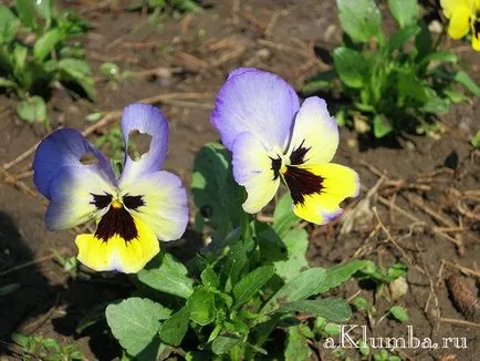 plantare pansea și îngrijire în câmp deschis, fotografie