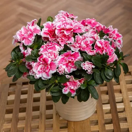 transplant Azalea și de îngrijire la domiciliu după cumpărare