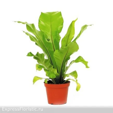 de îngrijire la domiciliu Asplenium