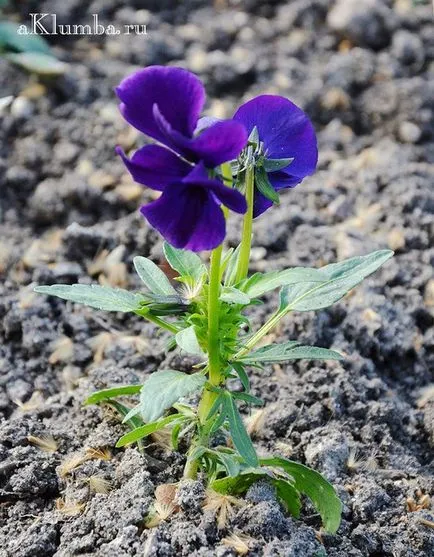 plantare pansea și îngrijire în câmp deschis, fotografie
