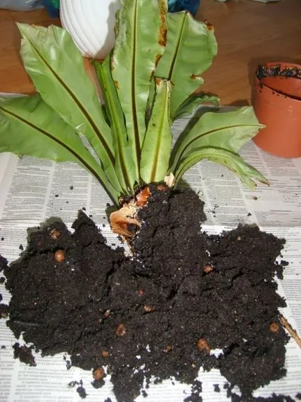 de îngrijire la domiciliu Asplenium, fotografie, rase, cum ar fi o plantă, tipuri de flori și caracteristicile lor
