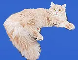 Barselit - pisici siberiene culorile roșu, cu dungi, aur, marmura, tigru, albastru, gri (gri) Barselit - pisici siberiene culorile roșu, cu dungi, aur, marmura, tigru, albastru, gri