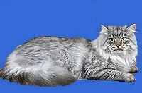 Barselit - pisici siberiene culorile roșu, cu dungi, aur, marmura, tigru, albastru, gri (marmura) Barselit - pisici siberiene culorile roșu, cu dungi, aur, marmura, tigru, albastru, gri