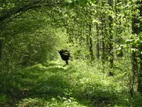 Pădurea Bialowieza - cum se ajunge acolo, excursii, muzeu al naturii, animale, hoteluri, timp de lucru