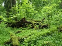 Pădurea Bialowieza - cum se ajunge acolo, excursii, muzeu al naturii, animale, hoteluri, timp de lucru