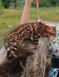 pisici Bengal și pisoi