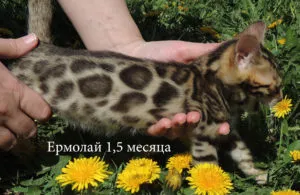 pisici Bengal și pisoi