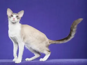 natura pisică balineze și caracteristicile de roca (cat balinez) natura pisică balineze și caracteristicile rasei