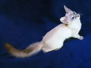 natura balinez cat si caracteristicile rocilor (rocă) natura pisică balineze și caracteristicile rasei