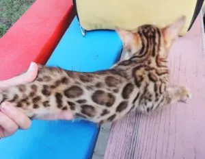 pisici Bengal și pisoi
