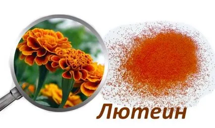 Marigolds în creștere din semințe