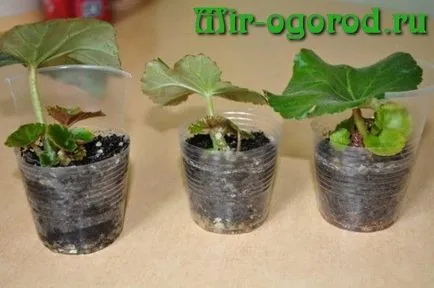 Begonia elatior atunci când transplantat după achiziționarea (după) elatior Begonia atunci când transplantat după cumpărare