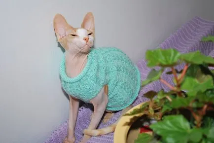 Bambino, o nouă generație de pisici (pisica Teckel Bambino) Bambino, o nouă generație de pisici