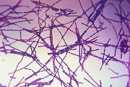 Bacillus - o bacterie în formă de tijă