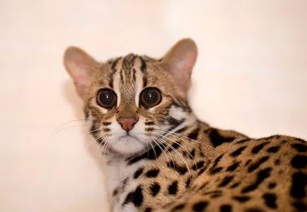 Bengal - fotografii, descriere, caracter, îngrijire, nutriție, cumpărare (caracter) Bengal - fotografii, descriere, caracter, de îngrijire, nutriție, cumpărare