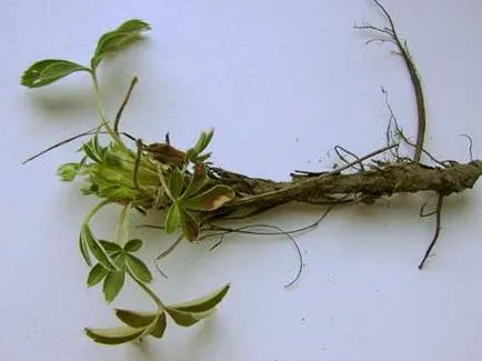 Comentariile bloodroot albe ale aplicației