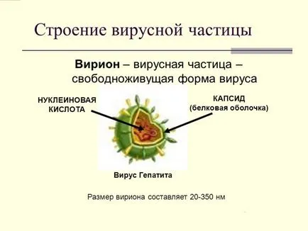 Bacteriile si virusurile - principiile de bază ale tratamentului (de bază) Bacteriile si virusurile - principiile de bază ale tratamentului