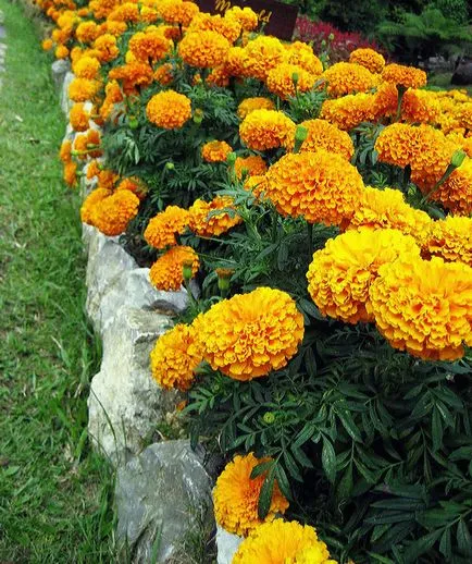 Galbenelele în cultivarea ta grădină și îngrijire