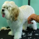 Boli ale urechii la câini simptome de tratament a bolii și tratamentul câine ureche (câini) Boli ale urechii la câini simptome de tratament a bolii și prelucrarea urechi de câine