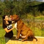 Combaterea rase de câini (50 poze) japoneze cu o față de șobolan, câini amenințător, și o listă de specii, pit bull (foto) Combaterea rase de câini (50 poze) japoneze cu o față de șobolan, câini amenințător, și o listă de specii, pit bull,