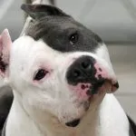 Combaterea rase de câini (50 poze) japoneze cu o față de șobolan, câini amenințător, și o listă de specii, pit bull (câine) Combaterea rase de câini (50 poze) japoneze cu o față de șobolan, câini amenințător, și o listă de specii, pit bull,