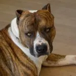 Combaterea rase de câini (50 poze) japoneze cu o față de șobolan, câini amenințător, și o listă de specii, pit bull (foto) Combaterea rase de câini (50 poze) japoneze cu o față de șobolan, câini amenințător, și o listă de specii, pit bull,