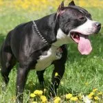 Combaterea rase de câini (50 poze) japoneze cu o față de șobolan, câini amenințător, și o listă de specii, pit bull, (luptă) Combaterea rase de câini (50 poze) japoneze cu o față de șobolan, câini amenințător, și o listă de specii, pit bull,