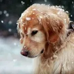 Boli ale urechii la câini simptome de tratament a bolilor si procesarea urechilor cainelui (boli) Boli ale urechii la câini simptome de tratament a bolii și prelucrarea urechi de câine