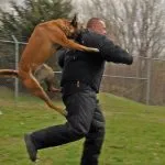 Combaterea rase de câini (50 poze) japoneze cu o față de șobolan, câini amenințător, și o listă de specii, pit bull (câine) Combaterea rase de câini (50 poze) japoneze cu o față de șobolan, câini amenințător, și o listă de specii, pit bull,