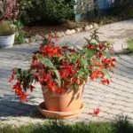 Realizarea unei zone de casă privată - 100 de idei foto ca peisajului de teren într-o casă de țară (foto) Realizarea unei zone de casă privată - 100 de idei foto ca peisajului de teren într-o casă de țară