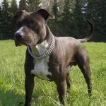 Combaterea rase de câini (50 poze) japoneze cu o față de șobolan, câini amenințător, și o listă de specii, pit bull (rasa) Combaterea rase de câini (50 poze) japoneze cu o față de șobolan, câini amenințător, și o listă de specii, pit bull,