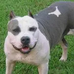 Combaterea rase de câini (50 poze) japoneze cu o față de șobolan, câini amenințător, și o listă de specii, pit bull, (luptă) Combaterea rase de câini (50 poze) japoneze cu o față de șobolan, câini amenințător, și o listă de specii, pit bull,