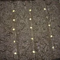Piper - plantarea răsadurilor