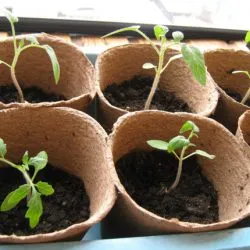 zile faste pentru plantarea tomate pe calendarul lunar, în 2017 (calendar) zile faste pentru plantarea tomate pe calendarul lunar, în 2017