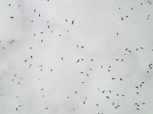 Puricii în semnele de apartament apariția unor modalități eficiente de a ucide puricii în casă și la pisici și