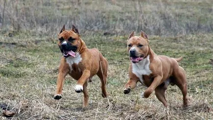 Combaterea rase de câini (50 poze) japoneze cu o față de șobolan, câini amenințător, și o listă de specii, pit bull (foto) Combaterea rase de câini (50 poze) japoneze cu o față de șobolan, câini amenințător, și o listă de specii, pit bull,