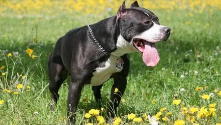 Combaterea rase de câini (50 poze) japoneze cu o față de șobolan, câini amenințător, și o listă de specii, pit bull (rasa) Combaterea rase de câini (50 poze) japoneze cu o față de șobolan, câini amenințător, și o listă de specii, pit bull,