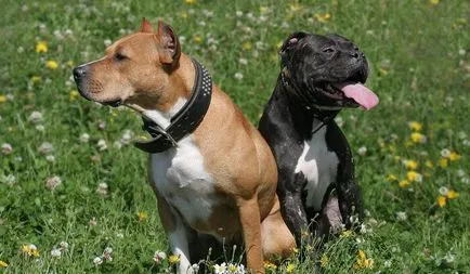 Combaterea rase de câini (50 poze) japoneze cu o față de șobolan, câini amenințător, și o listă de specii, pit bull (câine) Combaterea rase de câini (50 poze) japoneze cu o față de șobolan, câini amenințător, și o listă de specii, pit bull,